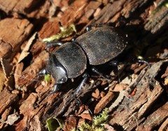 Apterodorcus bacchus