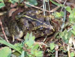Eupsophus emiliopugini