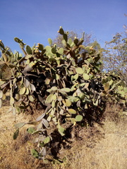 Opuntia