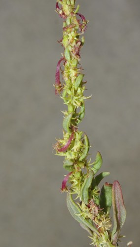 Rumex bucephalophorus subsp. bucephalophorus image