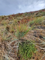 Elymus magellanicus