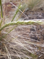 Elymus magellanicus