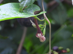 Aristolochia acuminata
