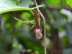 Aristolochia acuminata