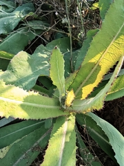 Sonchus wightianus