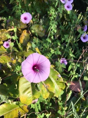 Ipomoea pedicellaris