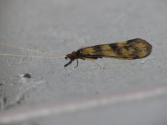 Mystacides longicornis