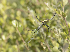 Argiope australis