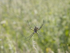 Argiope australis