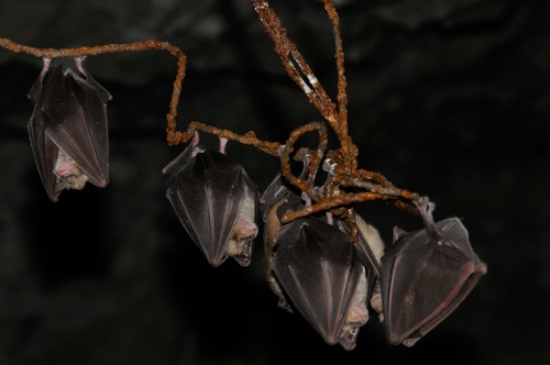 Greater Horseshoe Bat, Imperia, Liguria, IT, photo 9 of 10
