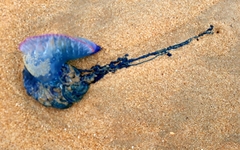 Physalia