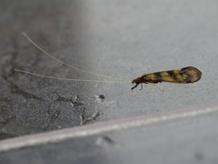 Mystacides longicornis