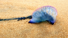 Physalia