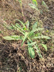 Sonchus wightianus