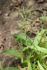 Paspalum repens