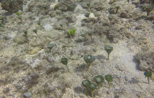 Penicillus pyriformis observed 2017-07-30