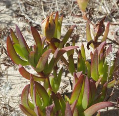 Carpobrotus acinaciformis image