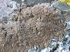 Anaptychia runcinata