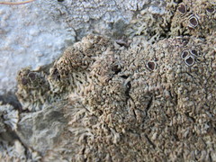 Anaptychia runcinata