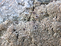 Anaptychia runcinata