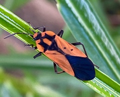 Stalagmostethus fuscatus
