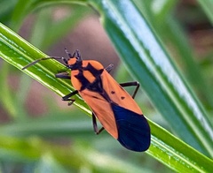 Stalagmostethus fuscatus