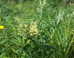 Artemisia serrata