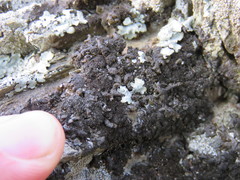 Melanohalea infumata