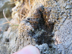 Melanohalea infumata