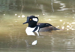 Lophodytes cucullatus