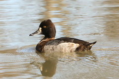 Aythya collaris