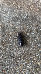 Scarites subterraneus