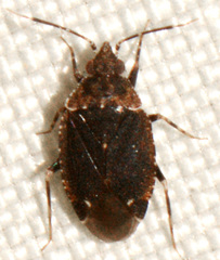 Peritropis saldaeformis