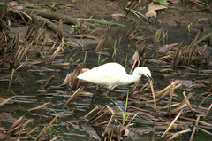 Egretta garzetta