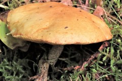 Suillus punctipes