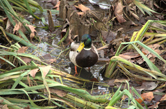Anas platyrhynchos