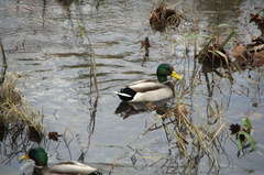 Anas platyrhynchos