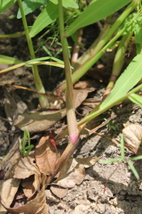 Paspalum repens