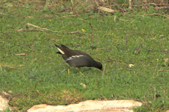 Gallinula chloropus