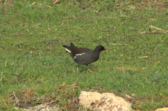 Gallinula chloropus