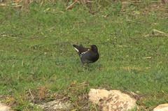 Gallinula chloropus