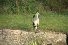 Ardea cinerea
