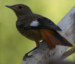 Phoenicurus moussieri