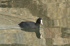Fulica atra