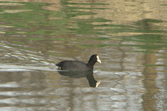 Fulica atra