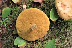Suillus punctipes