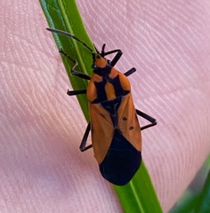 Stalagmostethus fuscatus