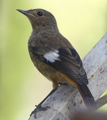 Phoenicurus moussieri