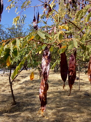 Albizia occidentalis