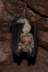 Rhinolophus euryale